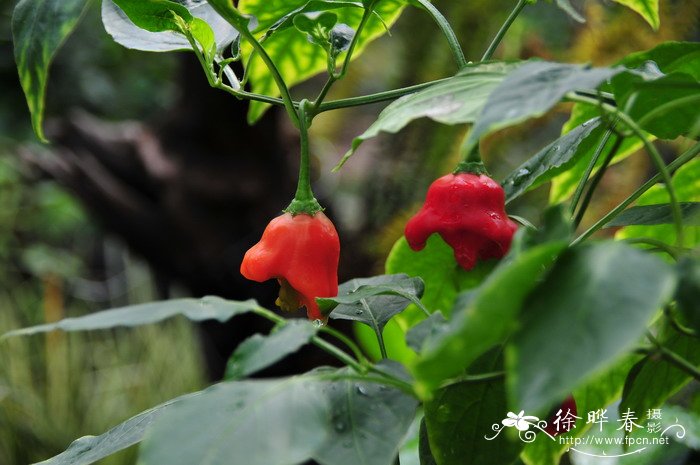 风铃辣椒Capsicum baccatum 风铃辣椒Capsicum baccatum