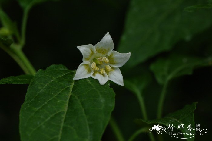 风铃辣椒Capsicum baccatum 风铃辣椒Capsicum baccatum