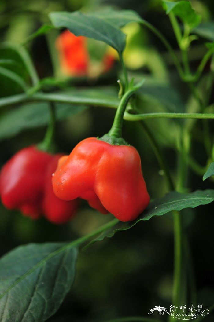 风铃辣椒Capsicum baccatum 风铃辣椒Capsicum baccatum