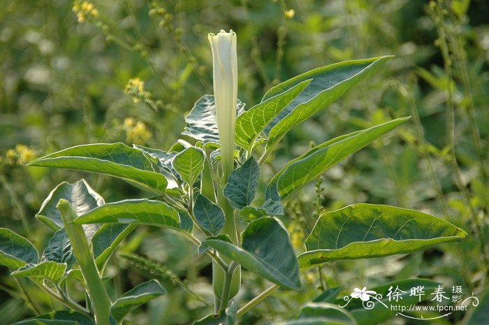毛曼陀罗Datura inoxia 毛曼陀罗Datura inoxia