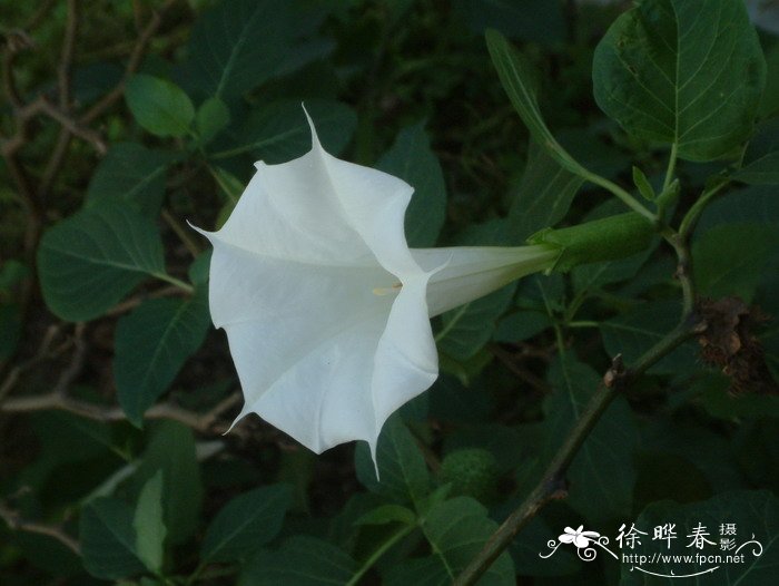 曼陀罗Datura stramonium 曼陀罗Datura stramonium