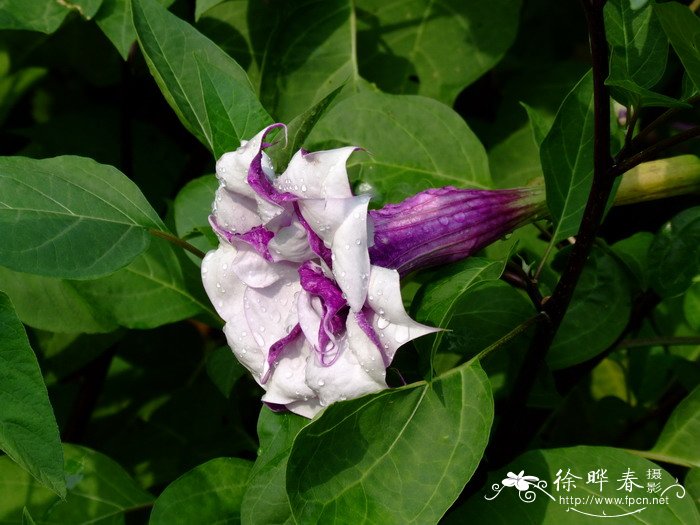 曼陀罗Datura stramonium 曼陀罗Datura stramonium