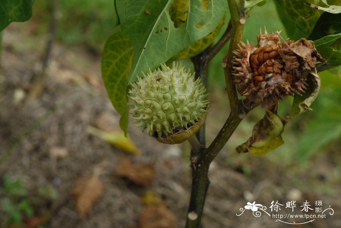 曼陀罗Datura stramonium 曼陀罗Datura stramonium