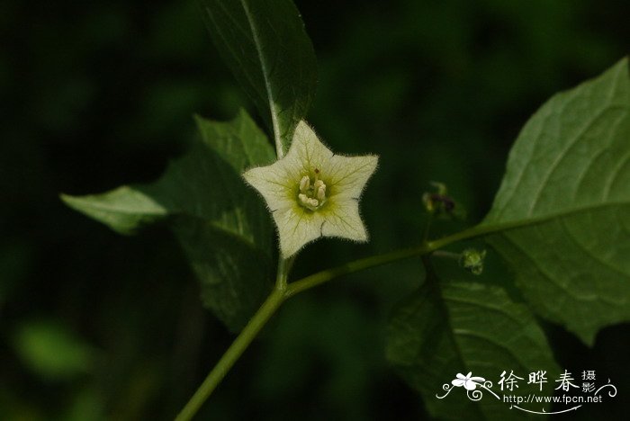 挂金灯Physalis alkekengi var. franchetii 挂金灯Physalis alkekengi var. franchetii