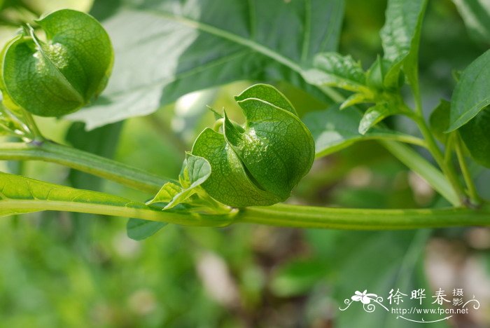 假酸浆Nicandra physalodes 假酸浆Nicandra physalodes