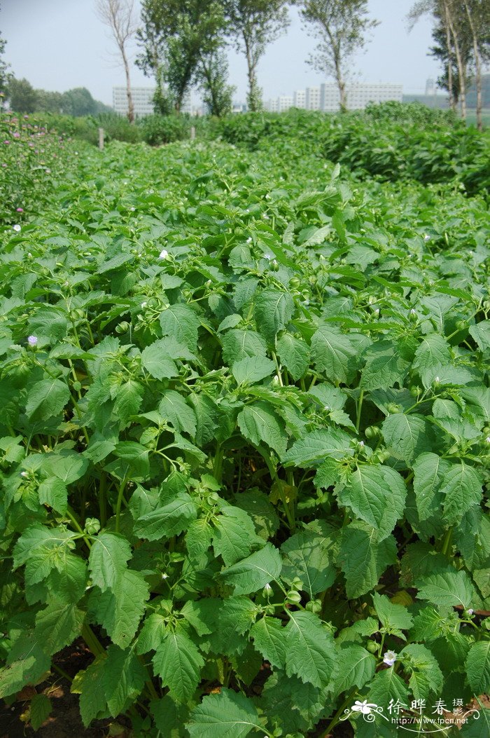 假酸浆Nicandra physalodes 假酸浆Nicandra physalodes
