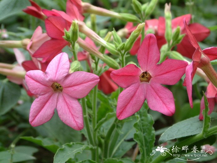 花烟草Nicotiana alata 花烟草Nicotiana alata