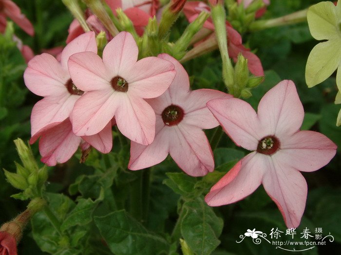 花烟草Nicotiana alata 花烟草Nicotiana alata