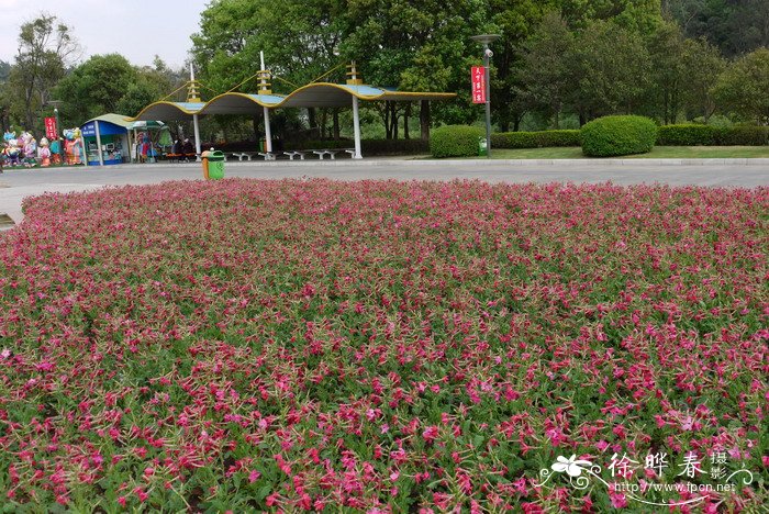 花烟草Nicotiana alata