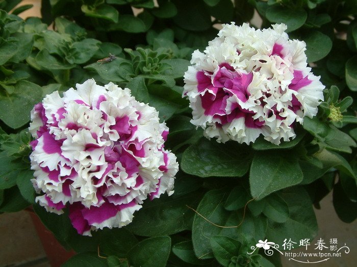 矮牵牛Petunia × hybrida