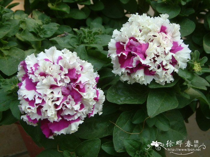 矮牵牛Petunia × hybrida 矮牵牛Petunia × hybrida