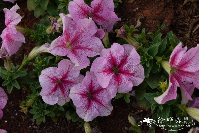 矮牵牛Petunia × hybrida 矮牵牛Petunia × hybrida