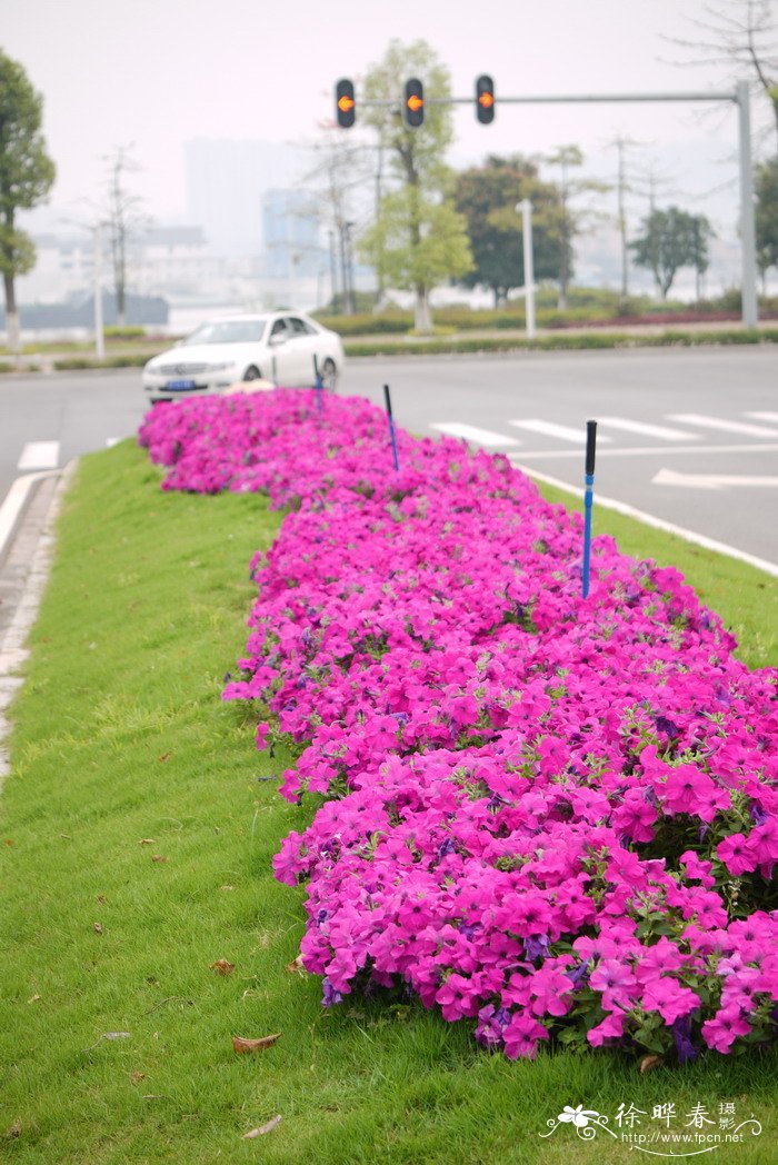 矮牵牛Petunia × hybrida 矮牵牛Petunia × hybrida