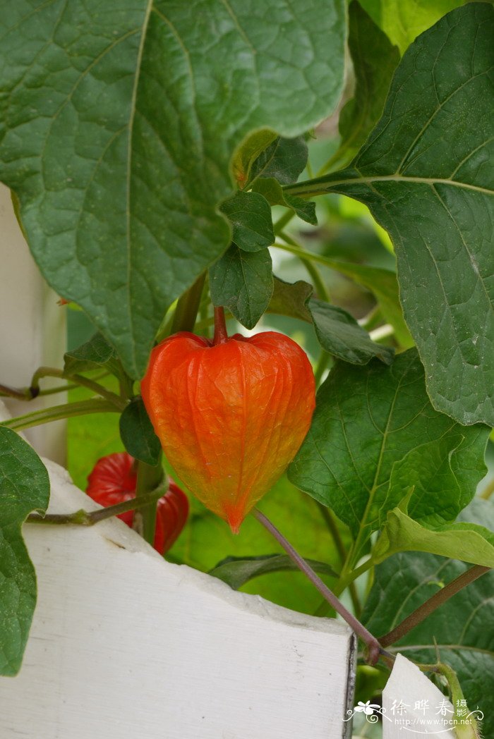 挂金灯Physalis alkekengi var. franchetii 挂金灯Physalis alkekengi var. franchetii