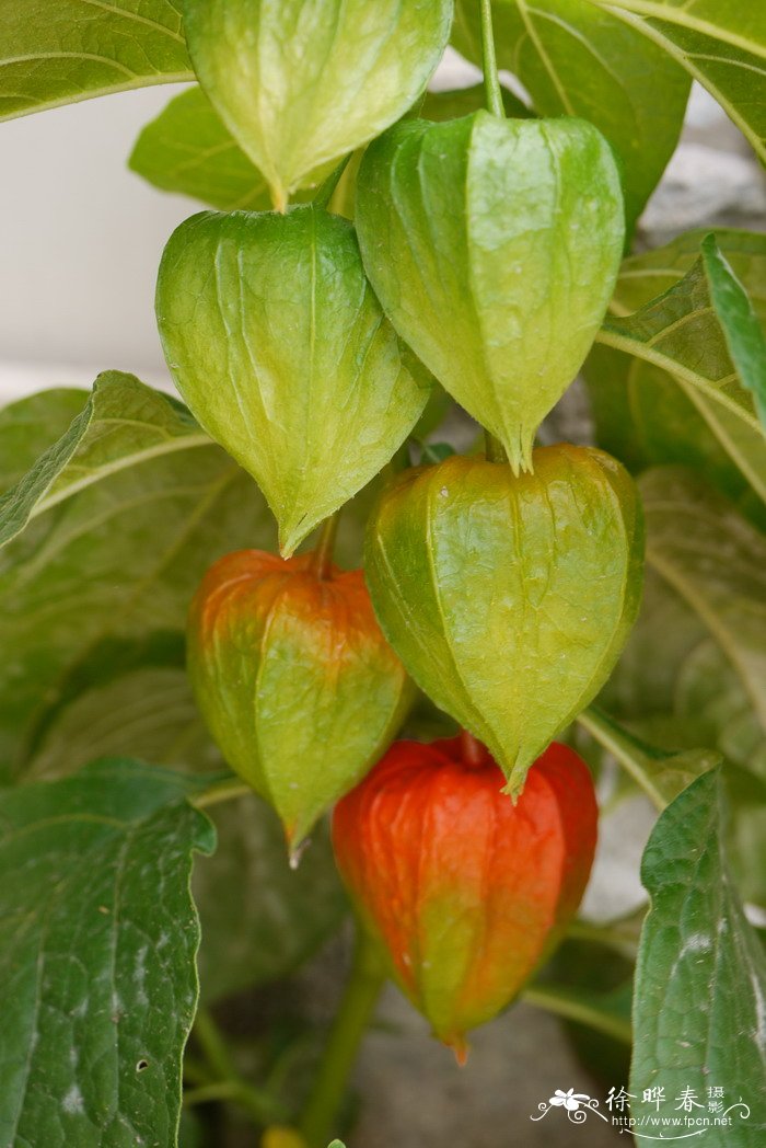挂金灯Physalis alkekengi var. franchetii 挂金灯Physalis alkekengi var. franchetii