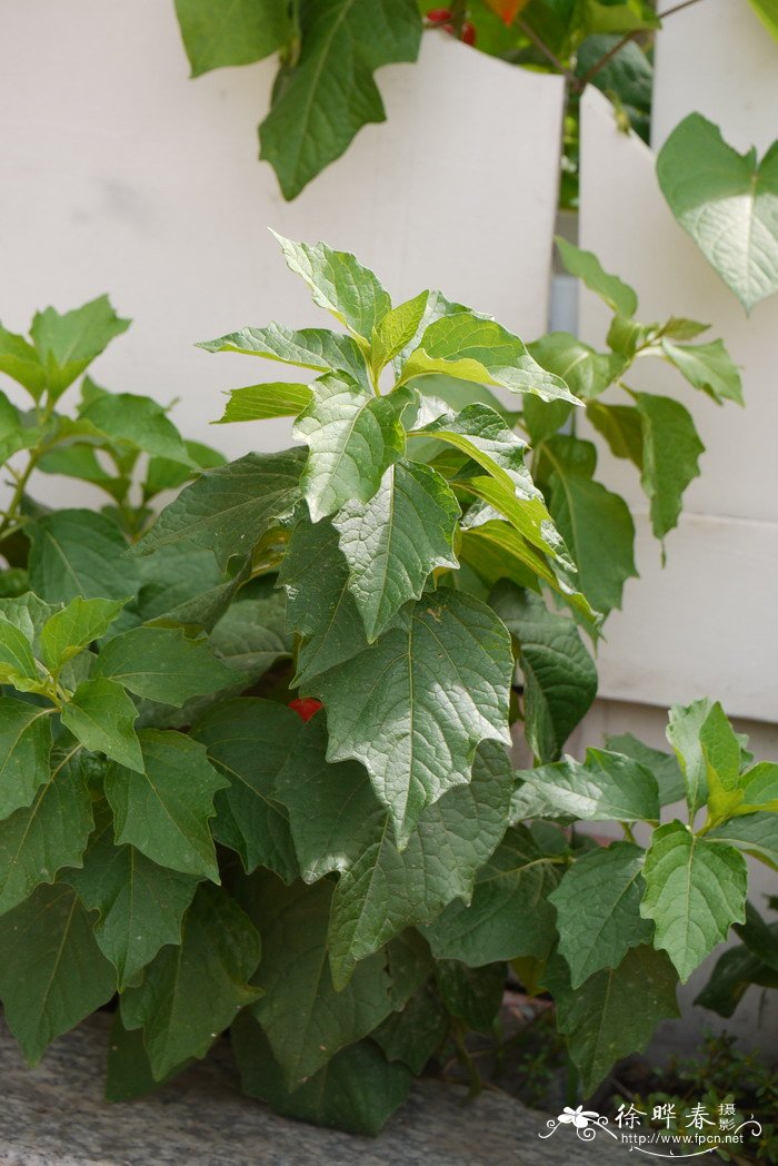 挂金灯Physalis alkekengi var. franchetii