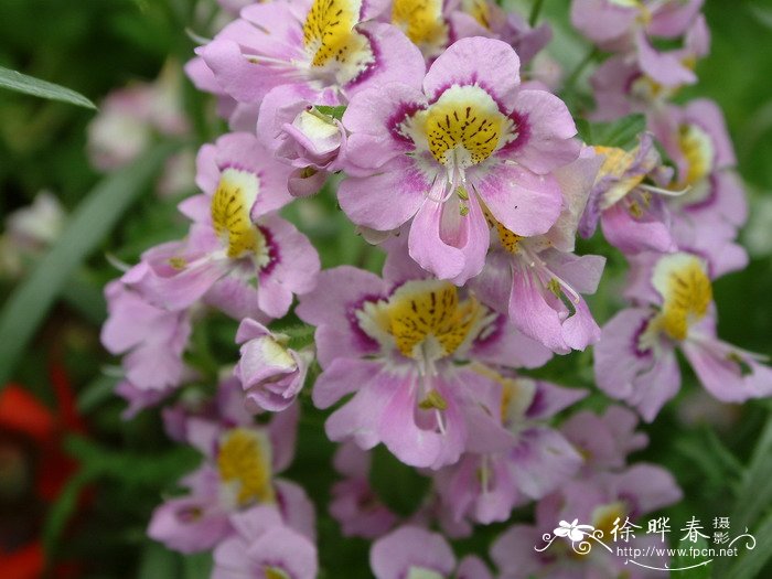 蛾蝶花Schizanthus pinnatus 蛾蝶花Schizanthus pinnatus