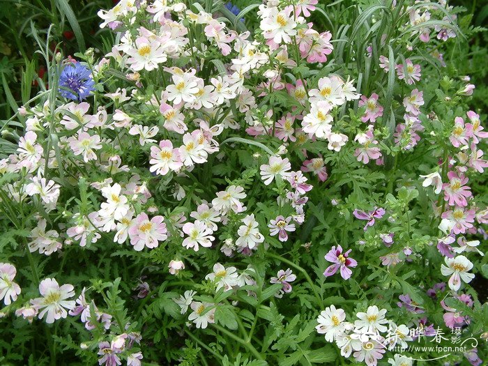 蛾蝶花Schizanthus pinnatus 蛾蝶花Schizanthus pinnatus