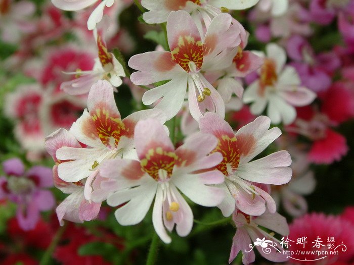 蛾蝶花Schizanthus pinnatus 蛾蝶花Schizanthus pinnatus