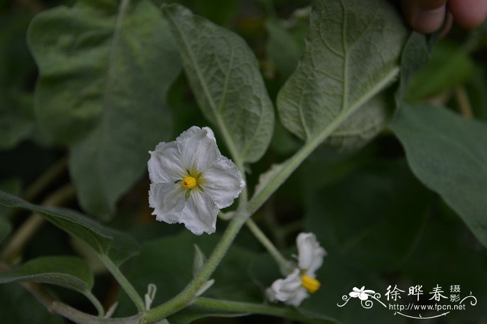 白蛋茄Solanum texanum 白蛋茄Solanum texanum