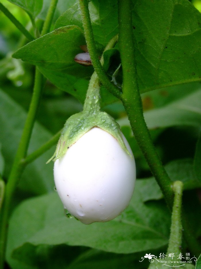 白蛋茄Solanum texanum 白蛋茄Solanum texanum