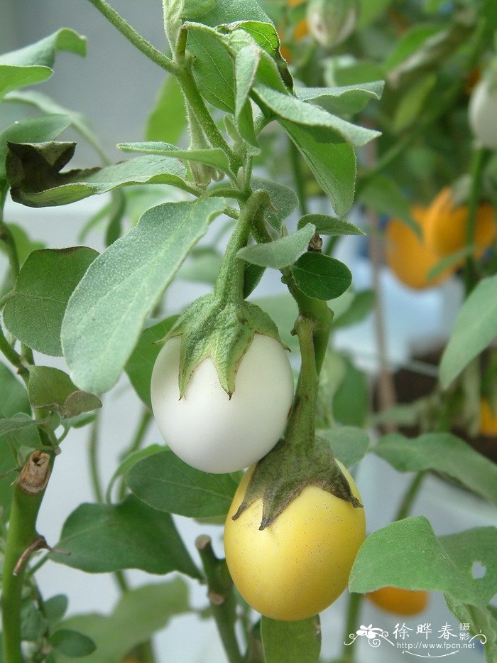 白蛋茄Solanum texanum 白蛋茄Solanum texanum