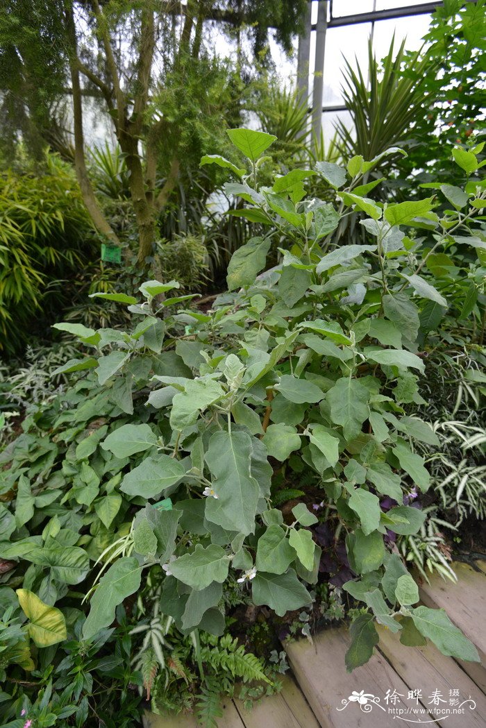 白蛋茄Solanum texanum