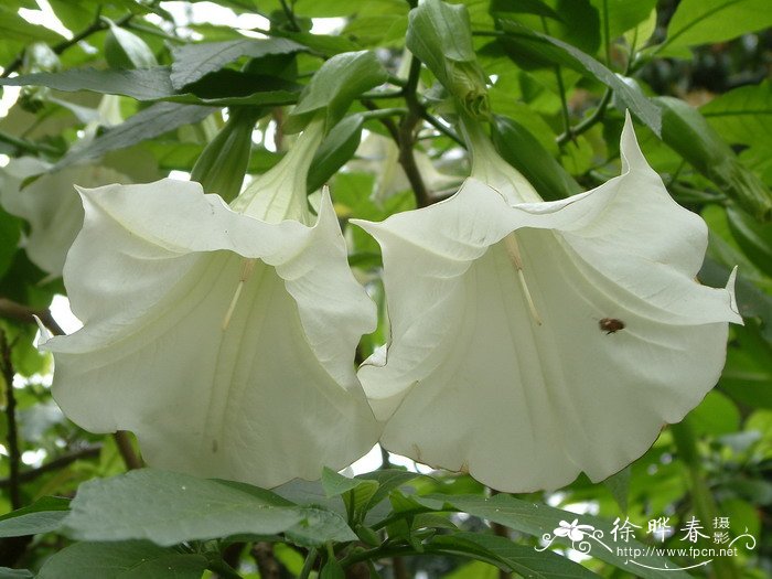 大花曼陀Brugmansia suaveolens 大花曼陀Brugmansia suaveolens
