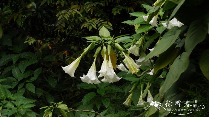 大花曼陀Brugmansia suaveolens 大花曼陀Brugmansia suaveolens