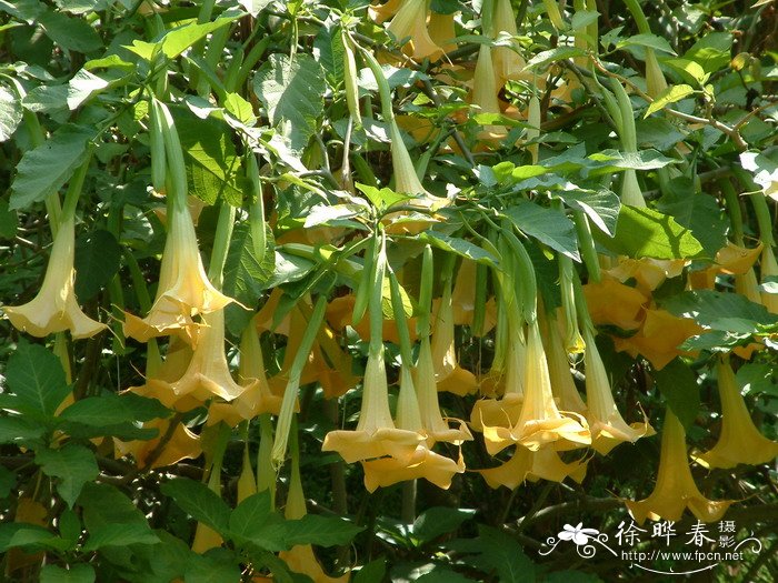 黄花曼陀罗Brugmansia pittieri