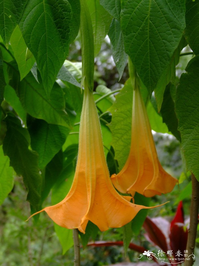 黄花曼陀罗brugmansia pittieri