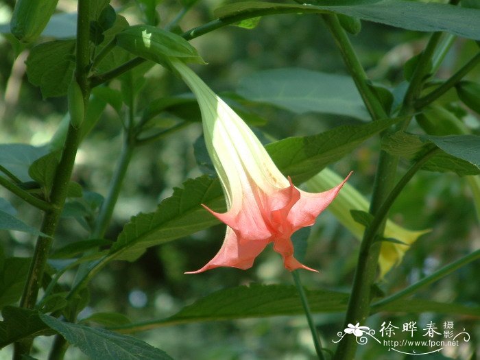 红花曼陀罗Brugmansia sanguinea 红花曼陀罗Brugmansia sanguinea