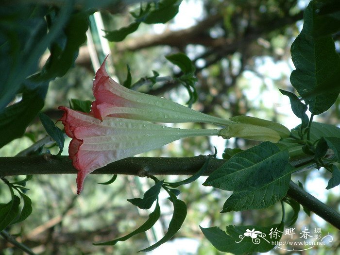 红花曼陀罗Brugmansia sanguinea 红花曼陀罗Brugmansia sanguinea