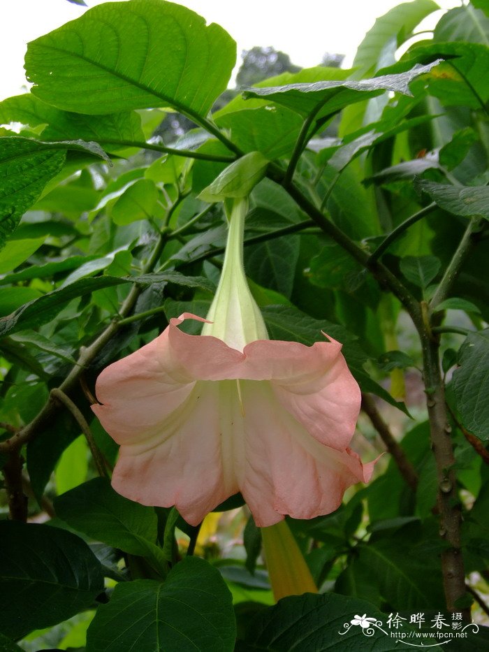 粉花曼陀罗Brugmansia suaveolens