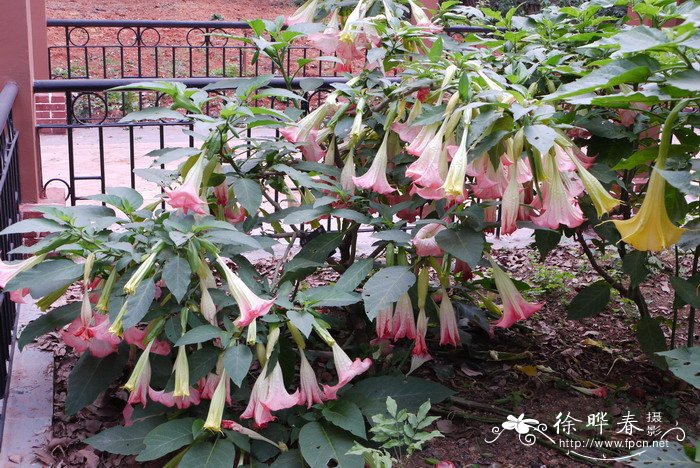 粉花曼陀罗Brugmansia suaveolens