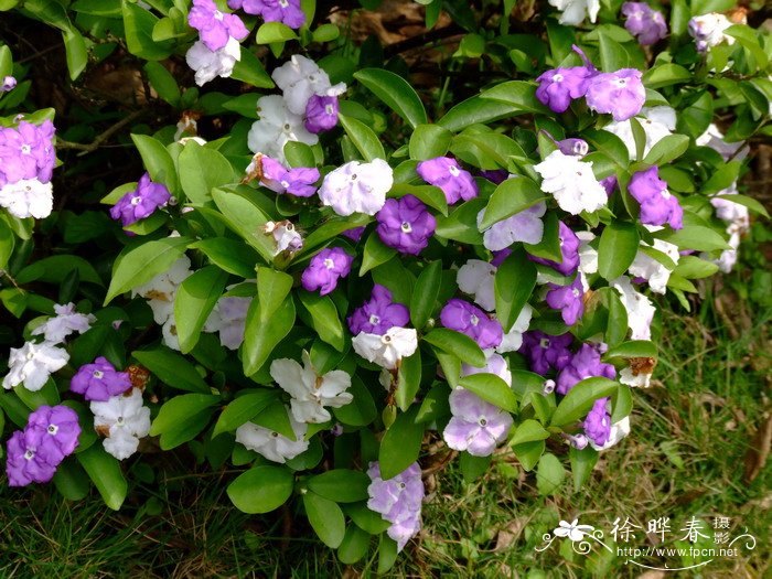 鸳鸯茉莉Brunfelsia brasiliensis 鸳鸯茉莉Brunfelsia brasiliensis
