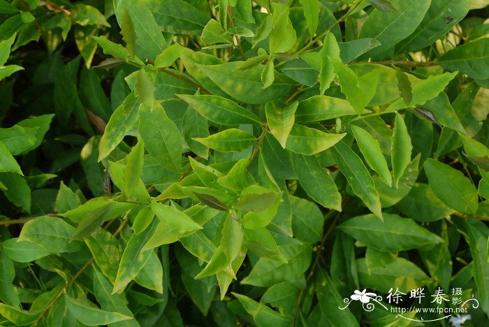 鸳鸯茉莉Brunfelsia brasiliensis