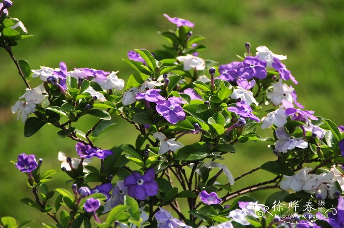 鸳鸯茉莉Brunfelsia brasiliensis 鸳鸯茉莉Brunfelsia brasiliensis