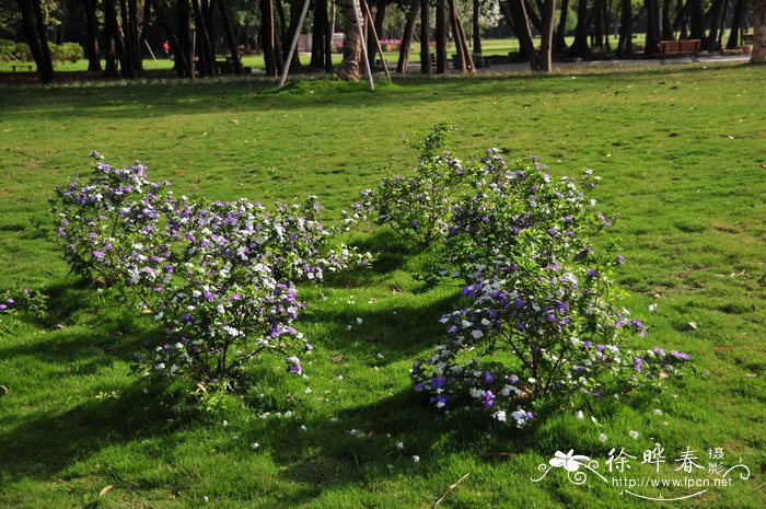 鸳鸯茉莉Brunfelsia brasiliensis 鸳鸯茉莉Brunfelsia brasiliensis