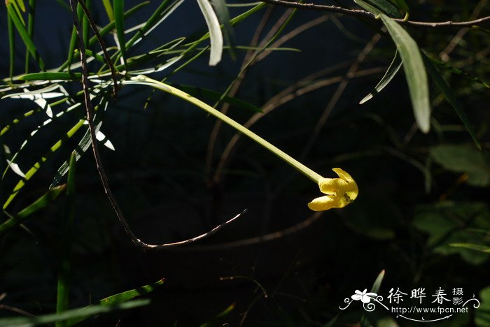 密叶鸳鸯茉莉Brunfelsia densifolia