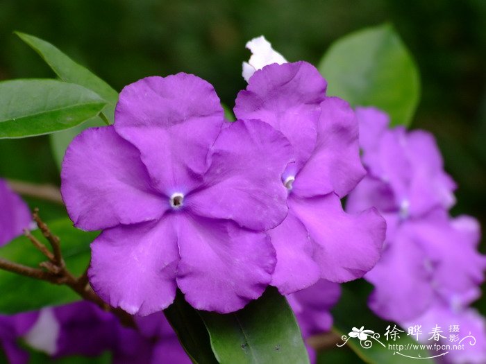 大花鸳鸯茉莉Brunfelsia pauciflora 大花鸳鸯茉莉Brunfelsia pauciflora
