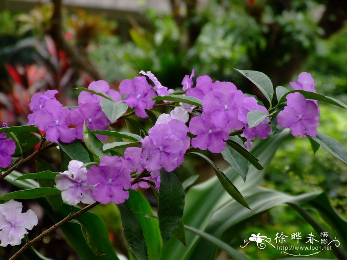大花鸳鸯茉莉Brunfelsia pauciflora 大花鸳鸯茉莉Brunfelsia pauciflora