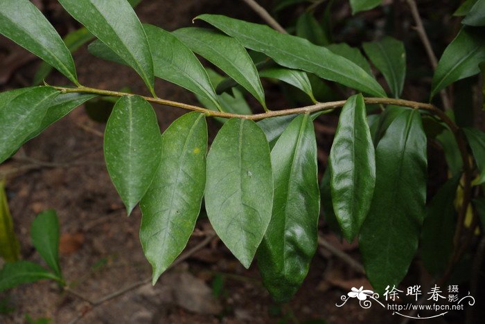 大花鸳鸯茉莉Brunfelsia pauciflora