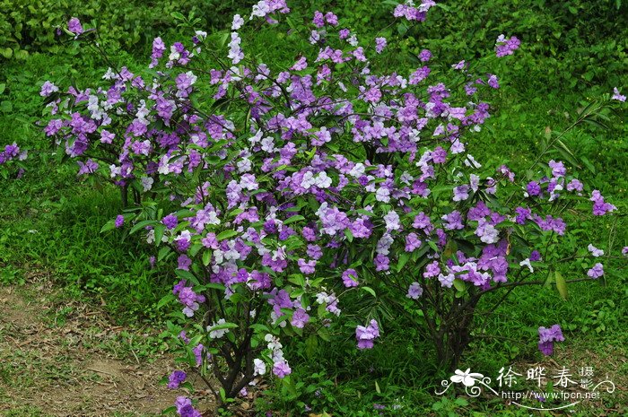 大花鸳鸯茉莉Brunfelsia pauciflora