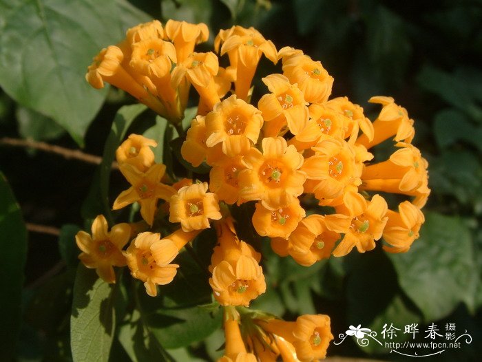 黄瓶子花Cestrum aurantiacum 黄瓶子花Cestrum aurantiacum