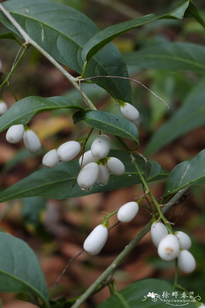 黄瓶子花Cestrum aurantiacum 黄瓶子花Cestrum aurantiacum