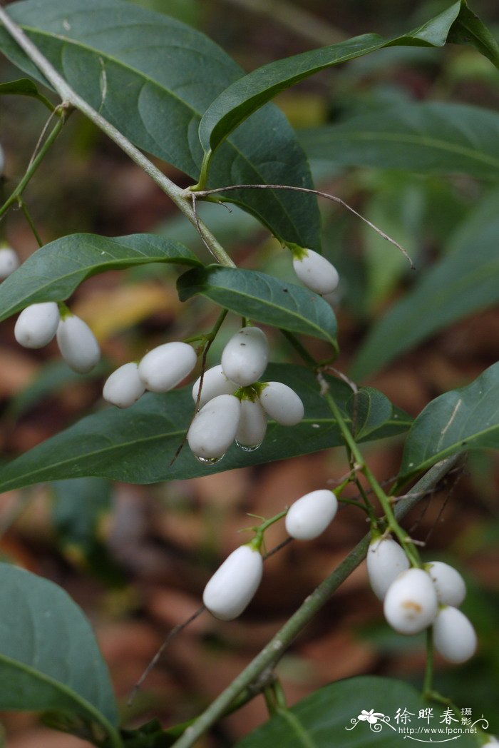 黄瓶子花Cestrum aurantiacum