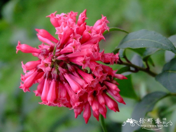 瓶儿花Cestrum elegans 瓶儿花Cestrum elegans
