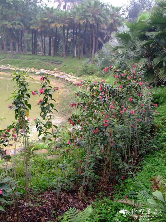 瓶儿花Cestrum elegans 瓶儿花Cestrum elegans