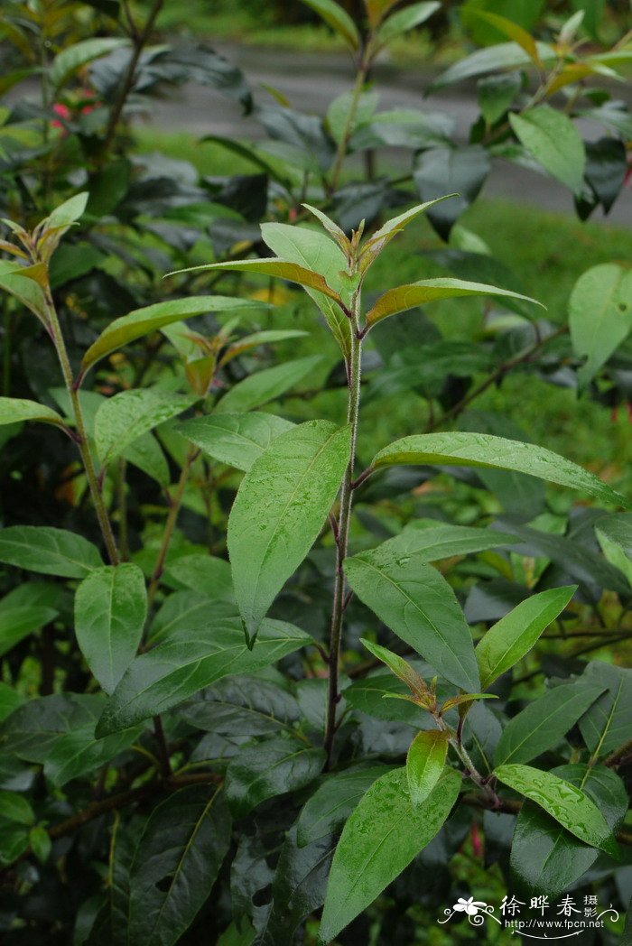瓶儿花Cestrum elegans 瓶儿花Cestrum elegans